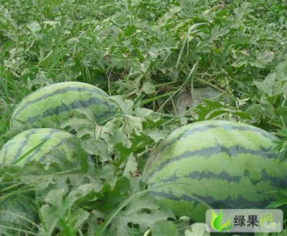 渭南西瓜价格最新动态及行情分析🍉🌸
